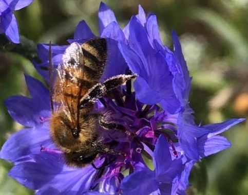 Appel à l’aide des apiculteurs pour sauver l’industrie