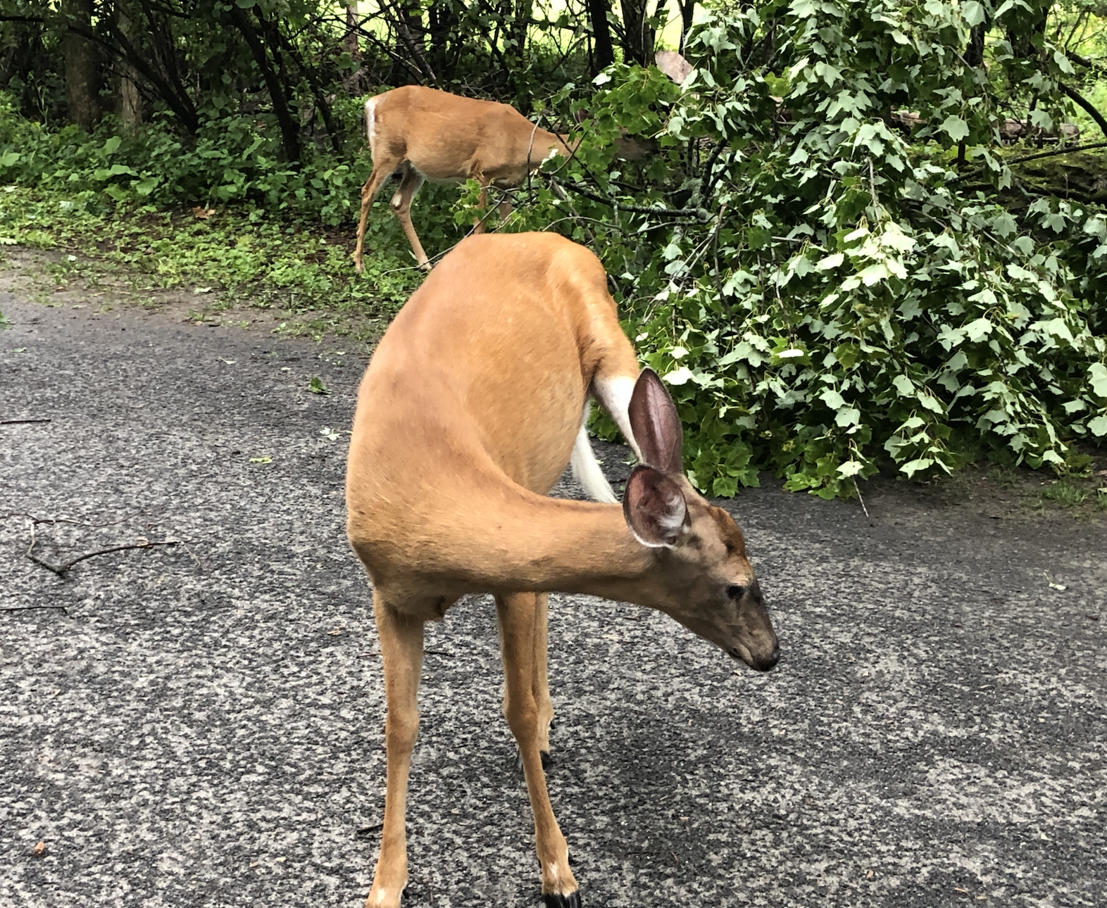La Cour supérieure vient de rejeter l'ordonnance de sauvegarde dans le dossier des cerfs de Virginie au parc Michel-Chartrand de Longueuil.
