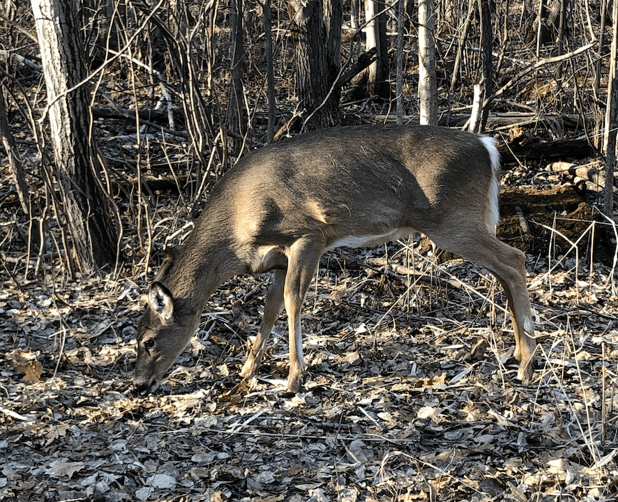 Nourrissage des cerfs, des citoyens veulent s’adresser aux élus