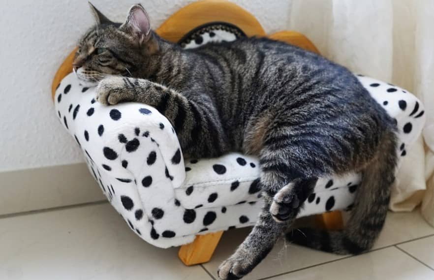 Abandons d’animaux le 1er juillet : existe-t-il des solutions ?