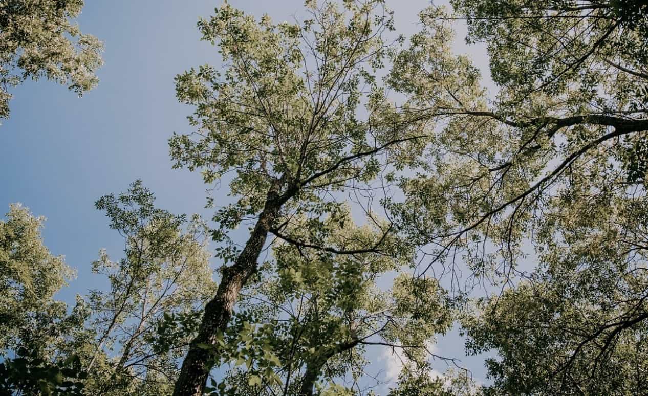 La Ville de Candiac poursuit sa grande opération de reboisement entamée en 2020