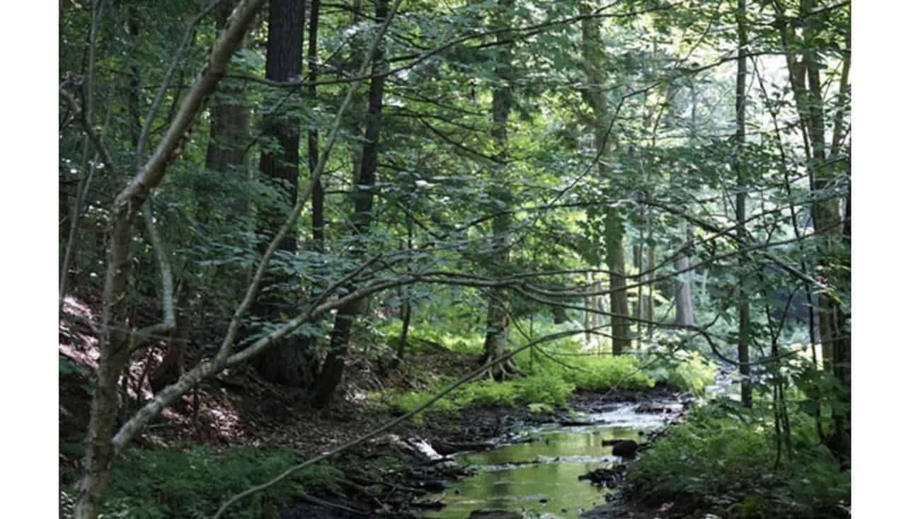 Travaux de restauration écologique à Saint-Bruno-de-Montarville