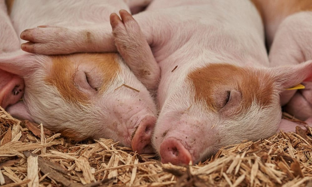 Un don des Éleveurs de porcs de la Montérégie pour contrer l’insécurité alimentaire