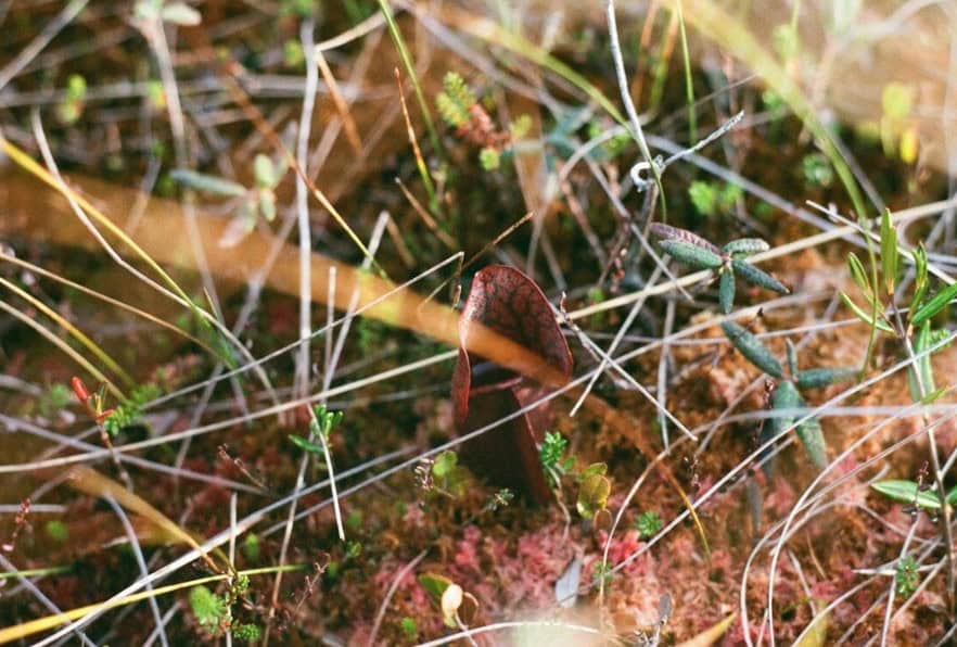 Plein sud présente l’exposition Corps saumâtres de l’artiste Maria Simmons du 13 septembre au 22 novembre 2025.