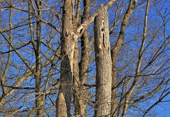 Boucherville,abattre,arbres,ville,secteurs,mois,élaguer,morts,rives,pins,rivière,montant,contrat,travaux,municipales,naturels,frêne,agrile,sites,méthodes,dollars