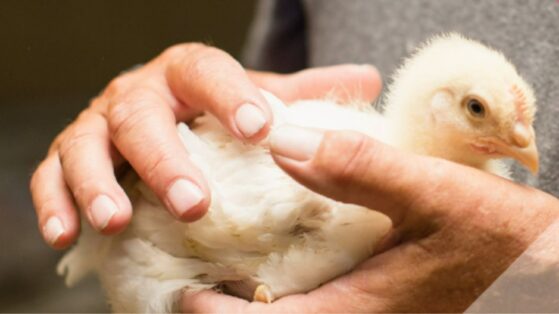 volailles,gouvernement,accord,Mexique,impact,économique,modèle,locaux,rurales,maintien