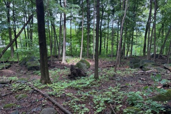 ville,boisé,Mont-Saint-Hilaire,lots,hectare,milieu,naturel,espaces,verts,financier,impacts,cadre,ccontributioon,nature,projet,améliorer,terrain