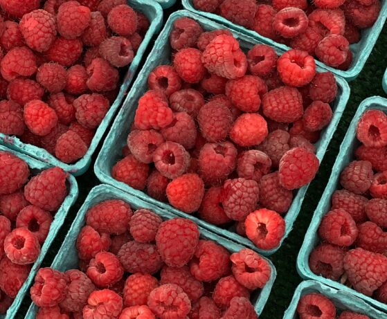 Article: Les amateurs de framboises et de fraises de chez nous peuvent en manger plus longtemps