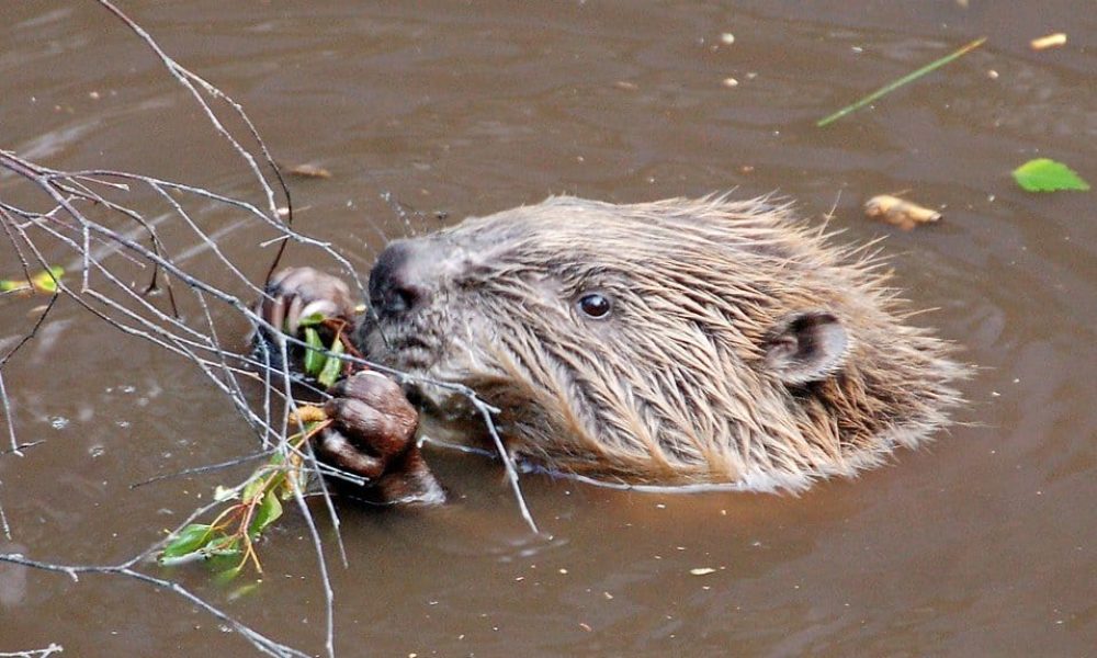 17870-a-beaver-swimming-pv