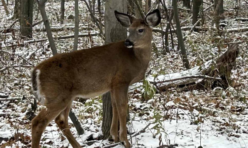 Des défenseurs des cerfs interrogent encore leurs élus de Longueuil
