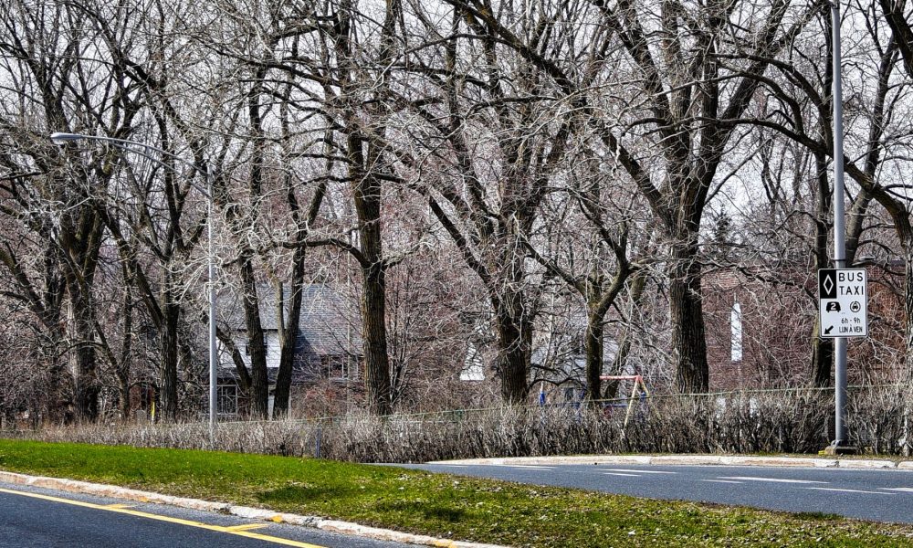 La ville de Saint-Lambert avertit ces citoyens que les interventions sur les arbres situés dans l’emprise publique des rues vont commencer à partir du 8 avril.
