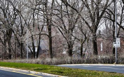 La ville de Saint-Lambert avertit ces citoyens que les interventions sur les arbres situés dans l’emprise publique des rues vont commencer à partir du 8 avril.
