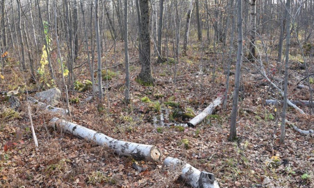 Longueuil paie 3,5 M$ pour entretenir des arbres