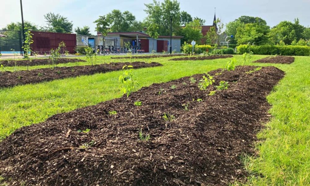 Verdissement du territoire à Longueuil grâce au partenariat avec Desjardins