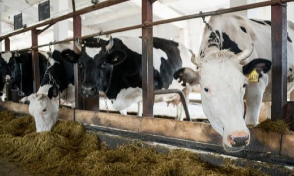 Les producteurs de lait de la Montérégie Est et Ouest annoncent avoir offert près de 78 200 $ en dons et commandites à des entreprises locales en 2024.