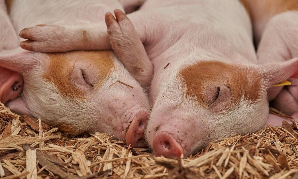 Un don des Éleveurs de porcs de la Montérégie pour contrer l’insécurité alimentaire