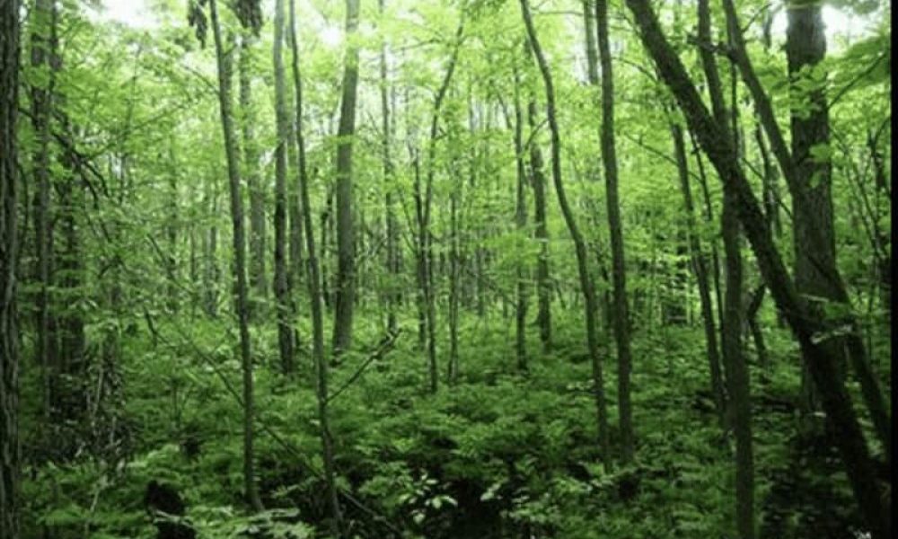 Un million de dollars M$ pour le milieu forestier montérégien