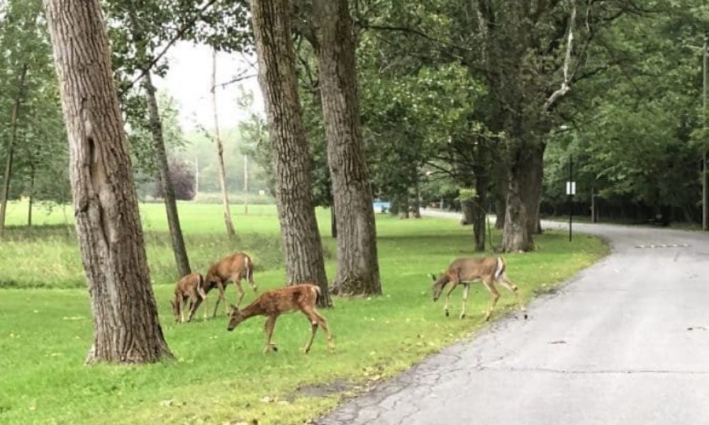 La poursuite de Me Anne-France Goldwater contre la Ville de Longueuil sera déposée à une date ultérieure. Photo: Archives