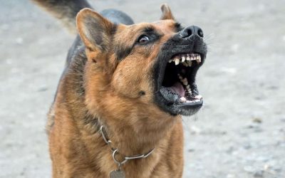 Fin d’un litige sur les chiens dangereux à Boucherville