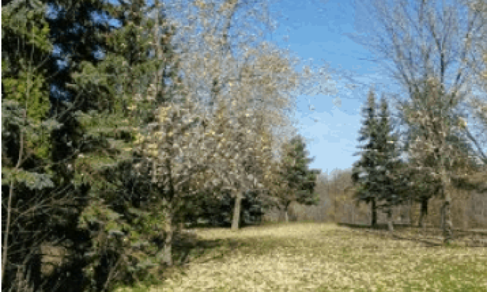 parc Michel-Chartrand