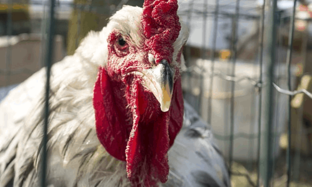 Capture d'écran 2019-07-23 12.44.43