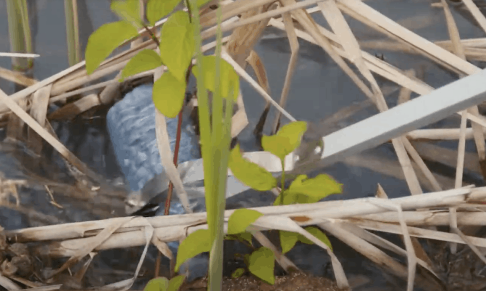 Des centaines de kilos de déchets sortis du Fleuve