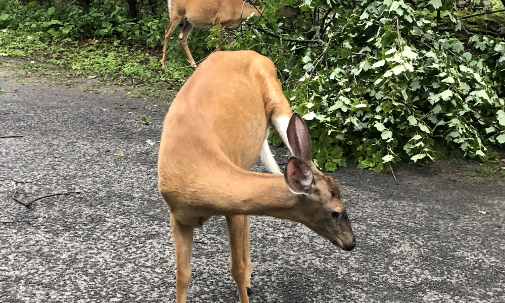 La Cour supérieure vient de rejeter l'ordonnance de sauvegarde dans le dossier des cerfs de Virginie au parc Michel-Chartrand de Longueuil.