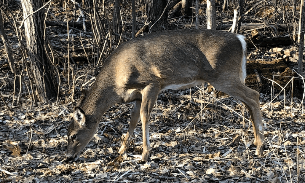 Nourrissage des cerfs, des citoyens veulent s’adresser aux élus