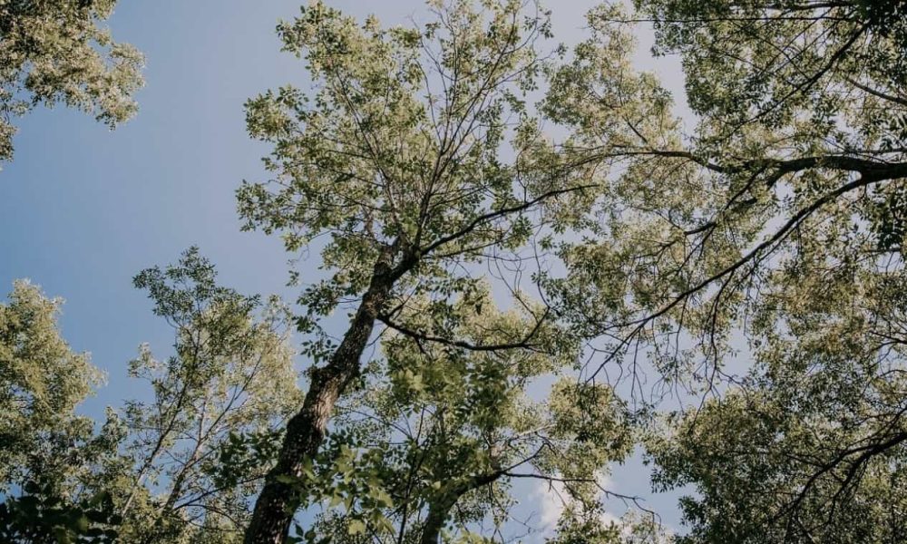 La Ville de Candiac poursuit sa grande opération de reboisement entamée en 2020