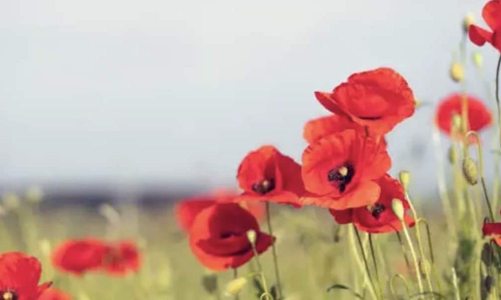 Delson veut commémorer les services des vétérans annuellement