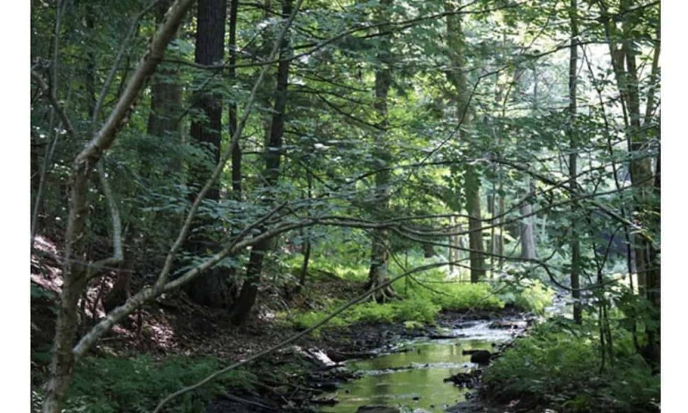 Travaux de restauration écologique à Saint-Bruno-de-Montarville