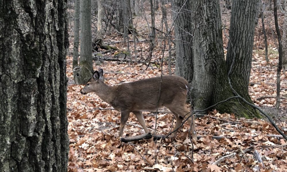 Les défenseurs des cerfs de Longueuil s’adressent à François Legault