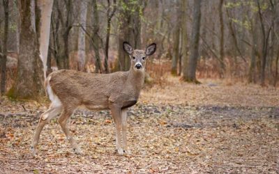 Longueuil va autoriser la chasse au cerf dans la parc Michel-Chartrand