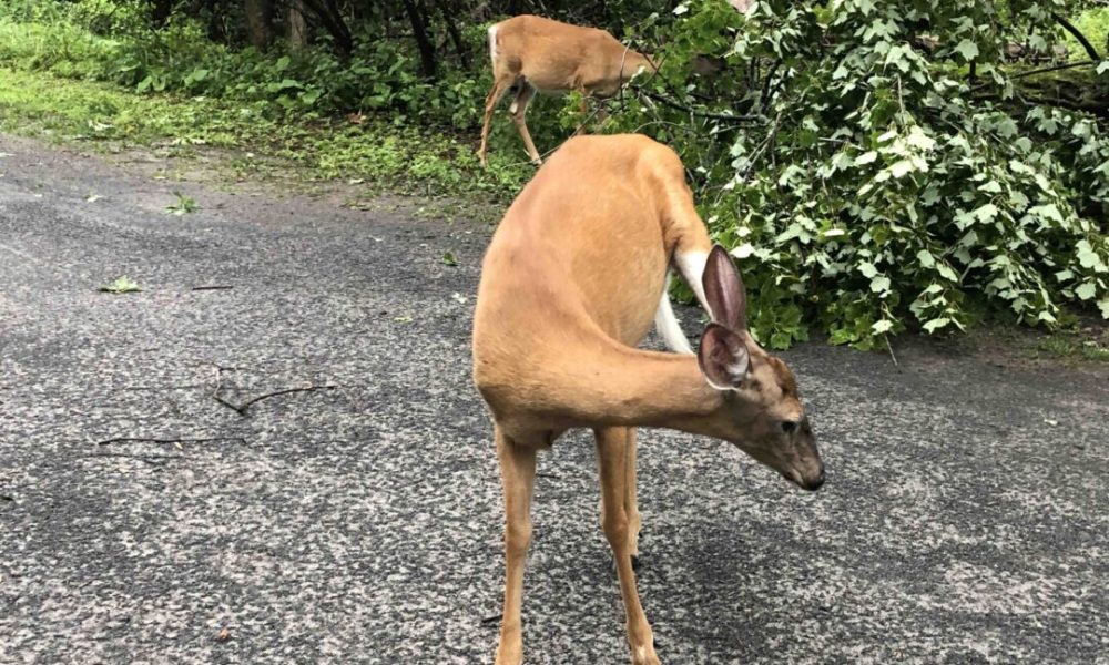 La Ville de Longueuil ne pourra aller de l’avant avec l’abattage de cerfs à l’arbalète au parc Michel-Chartrand, du moins pas avant le mois d’octobre.