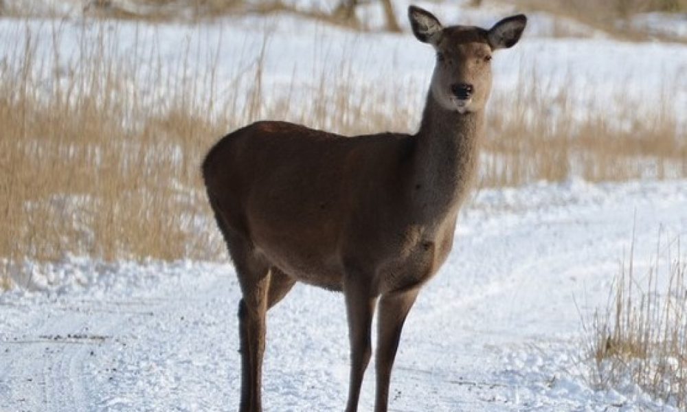 Une ville de Vaudreuil-Soulanges veut accueillir les cerfs de Longueuil