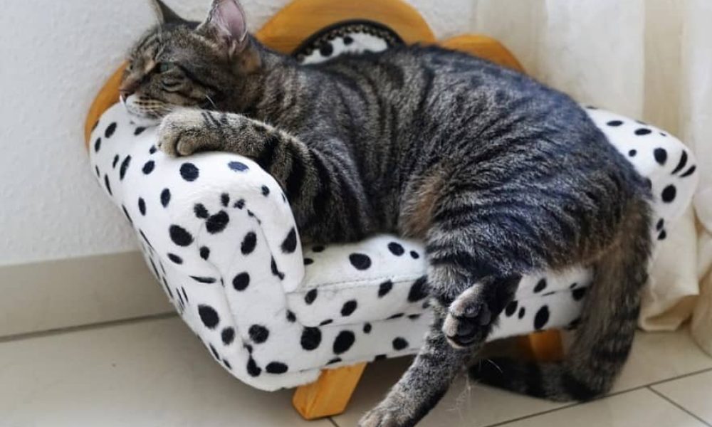 Abandons d’animaux le 1er juillet : existe-t-il des solutions ?