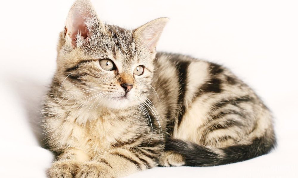 Les animaux ont besoin de vos dons 