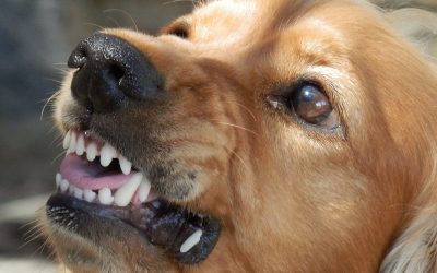Légende : Les conclusions d’une enquête présentent le niveau de danger d’un chien à Boucherville. Photo : Pixabay