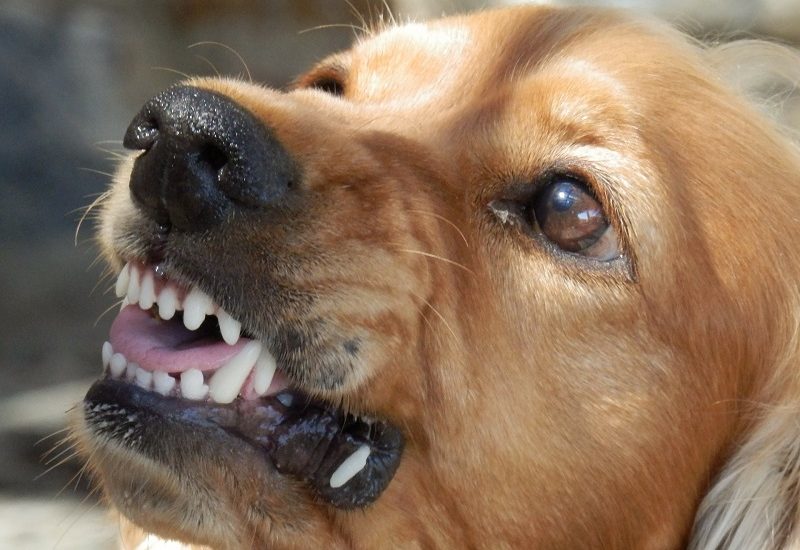 Légende : Les conclusions d’une enquête présentent le niveau de danger d’un chien à Boucherville. Photo : Pixabay