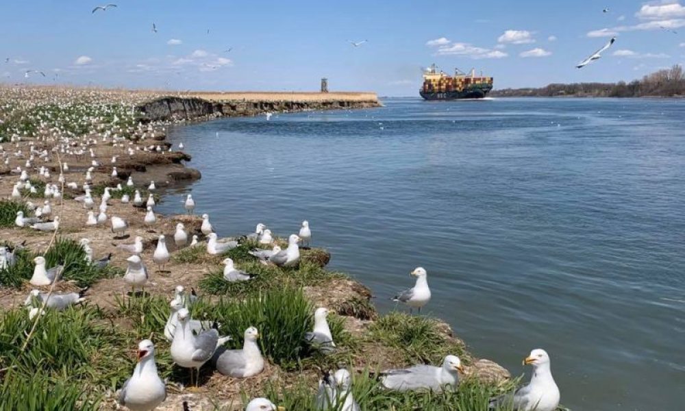 Légende : Des environnementalistes veulent un statut juridique pour le fleuve Saint-Laurent. Photo : Facebook Ville de Boucherville. Photo: Archives