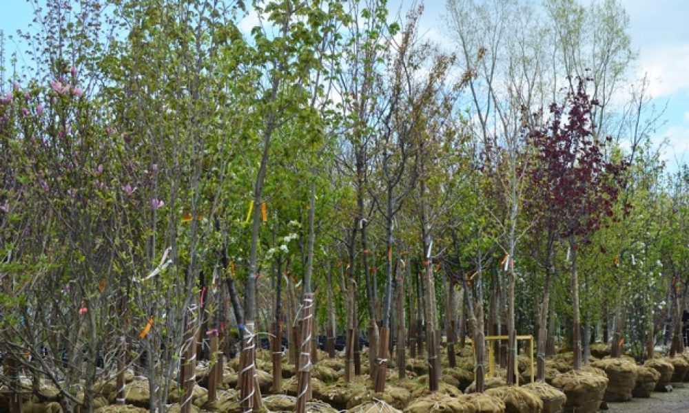 Boucherville distribue des arbres à ces citoyens