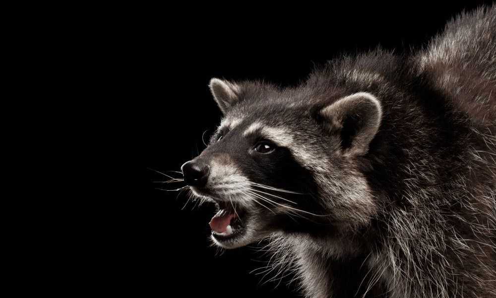 Le ministère de l’Environnement procède à une opération de distribution d'appâts vaccinaux en Montérégie jusqu’au 20 septembre pour contrer la propagation de la rage du raton laveur. 