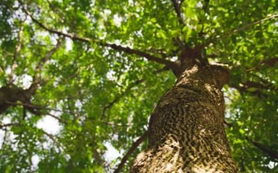 Candiac agit pour le climat avec un ambitieux plan vert