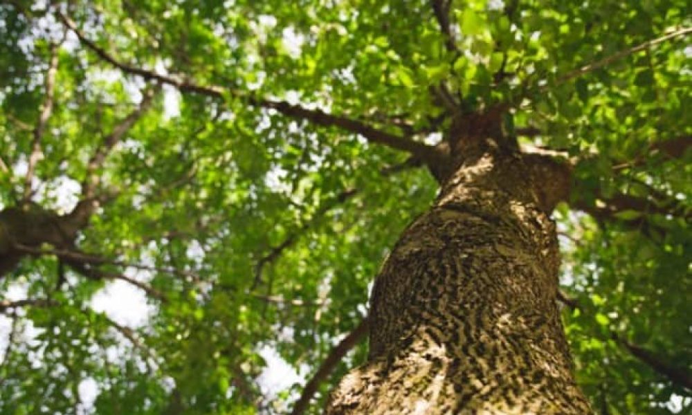 Candiac agit pour le climat avec un ambitieux plan vert