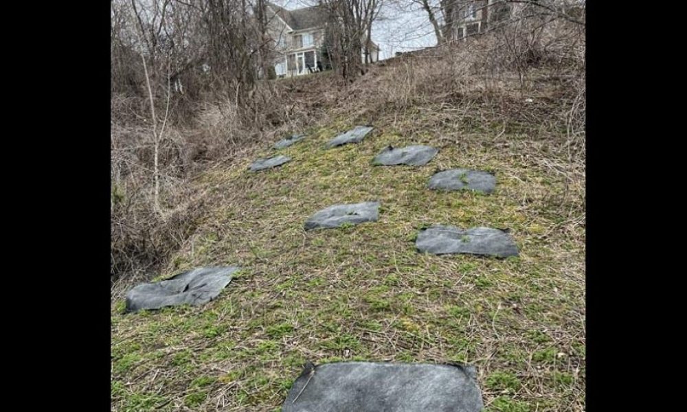 Une centaine d'arbres déracinés au parc de la Gare