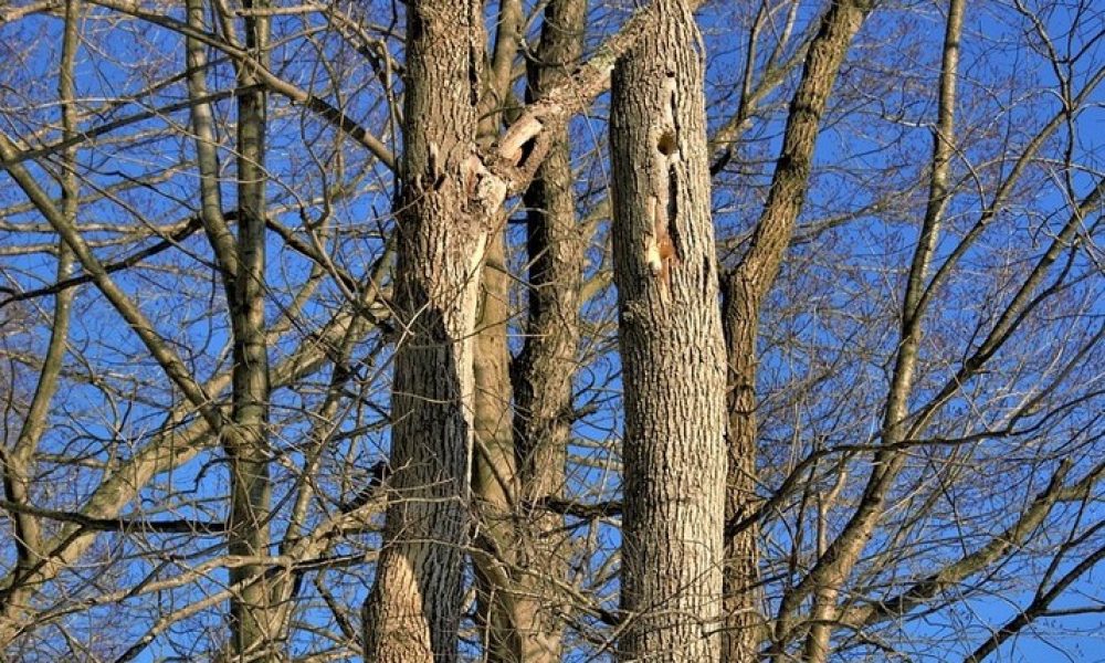 Boucherville,abattre,arbres,ville,secteurs,mois,élaguer,morts,rives,pins,rivière,montant,contrat,travaux,municipales,naturels,frêne,agrile,sites,méthodes,dollars