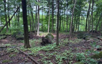 ville,boisé,Mont-Saint-Hilaire,lots,hectare,milieu,naturel,espaces,verts,financier,impacts,cadre,ccontributioon,nature,projet,améliorer,terrain