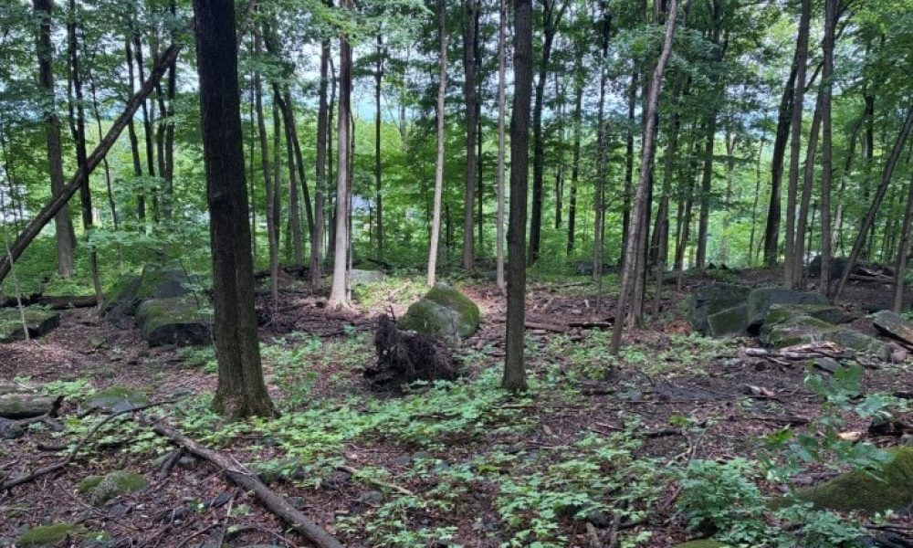 ville,boisé,Mont-Saint-Hilaire,lots,hectare,milieu,naturel,espaces,verts,financier,impacts,cadre,ccontributioon,nature,projet,améliorer,terrain