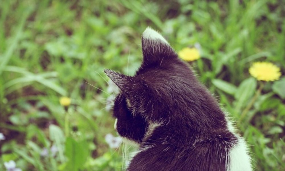 rage,chat,raton laveur,Montérégie,centre,santé,personnes,mordu,vaccination,année,vigilante,animal,préventif,traitement,laver,semaine,domestique