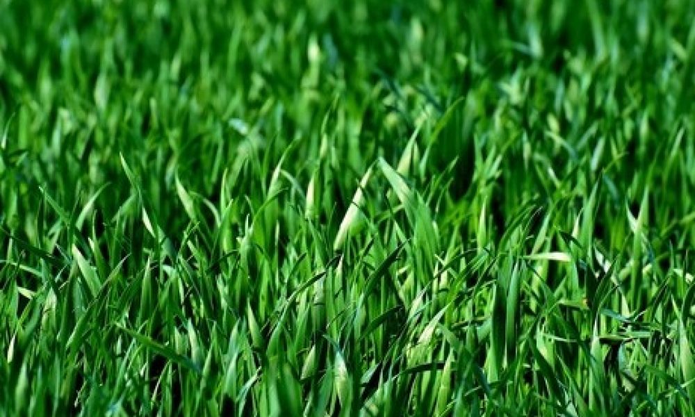 Longueuil attribue un contrat de fauchage des hautes herbes